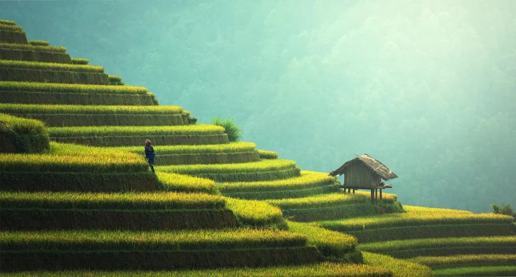 Cambodia nature