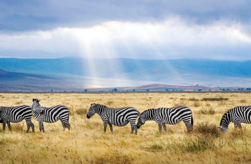 Best 4 days Tanzania Safari tour from Arusha