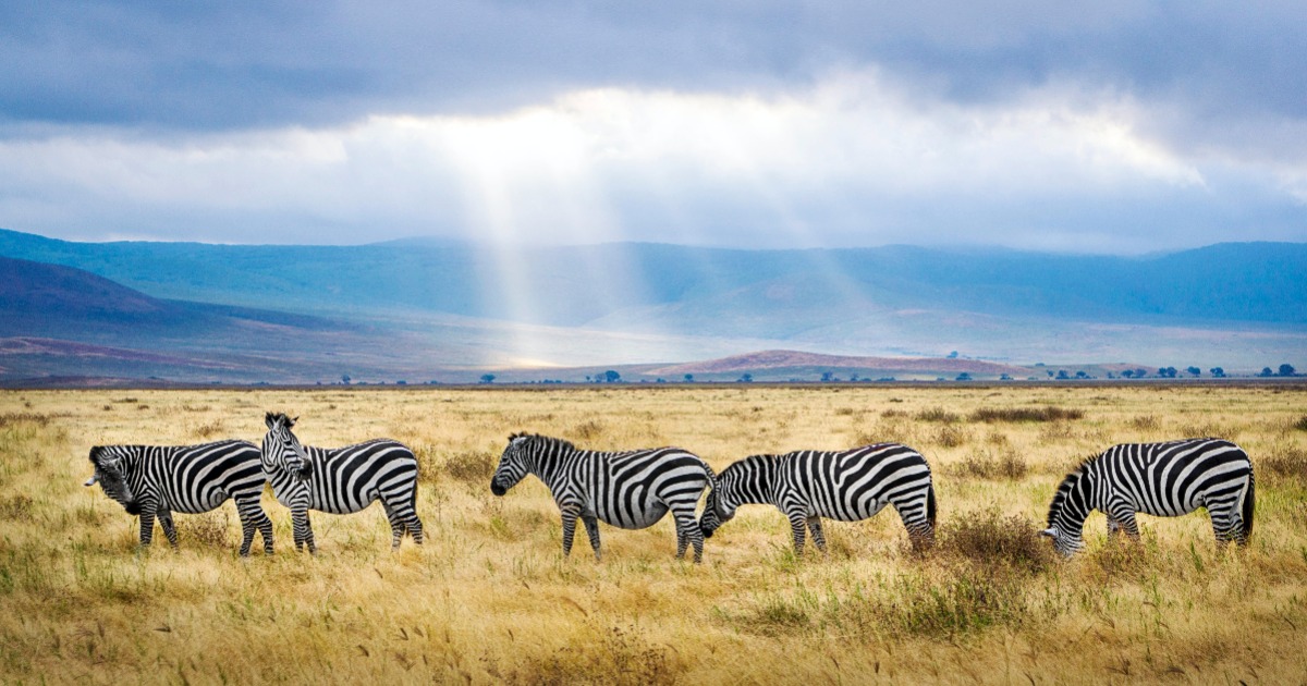 Best 4 days Tanzania Safari tour from Arusha