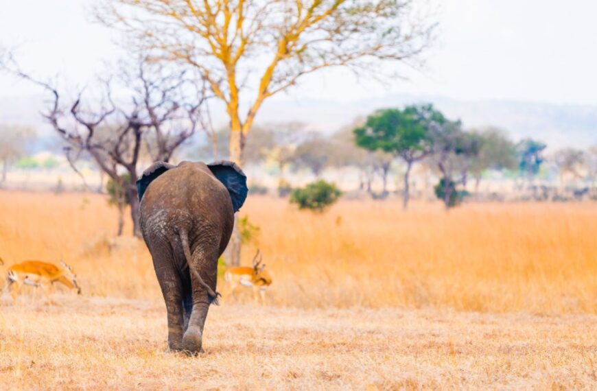 Mikumi National Park: the site you will visit during the 2 days tour from dar es salaam