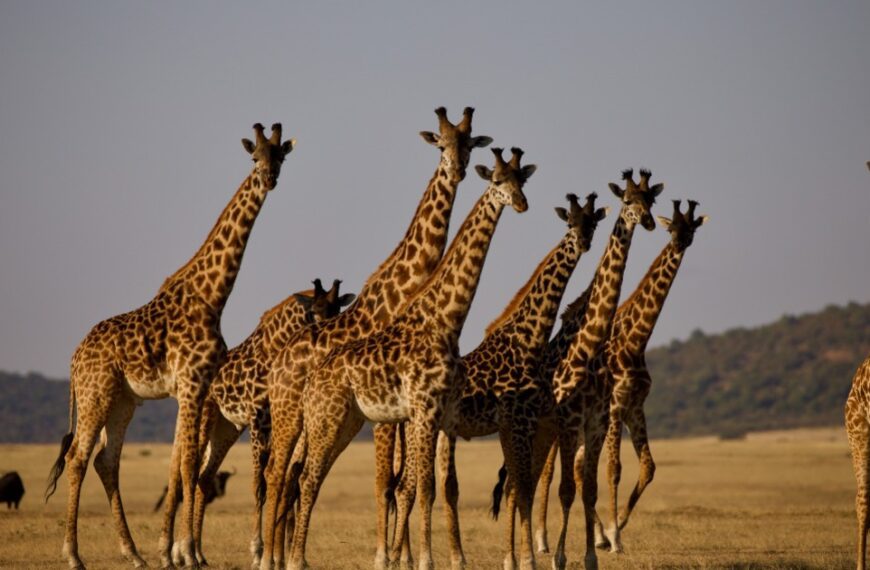 Gerrafs in Tanzania, one of the coolest things to see during our 7 days tour safari