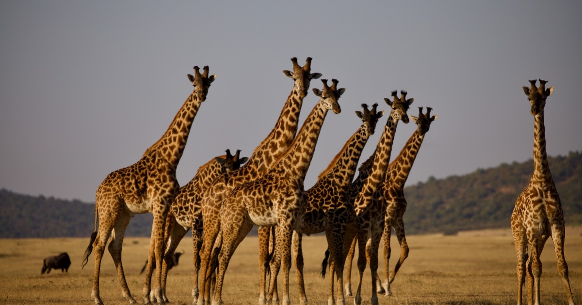 Gerrafs in Tanzania, one of the coolest things to see during our 7 days tour safari