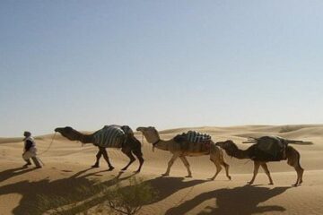 Camel trekking in the desert of Tunisia, the best activity in the 5 days tour.