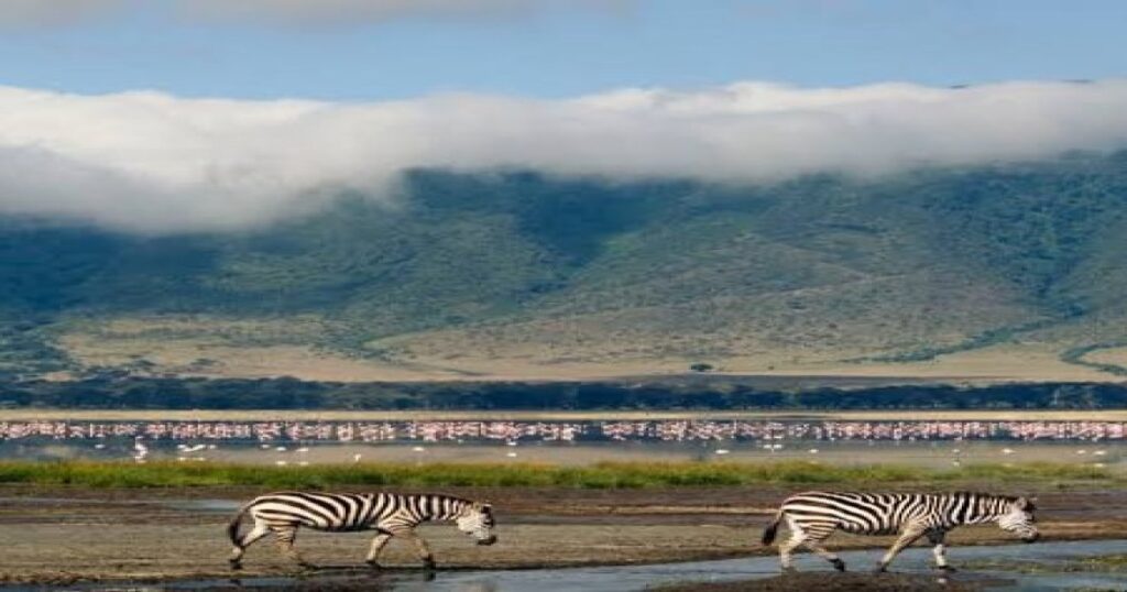 Nature in Tanzania with the best 4 day tour and Safari.