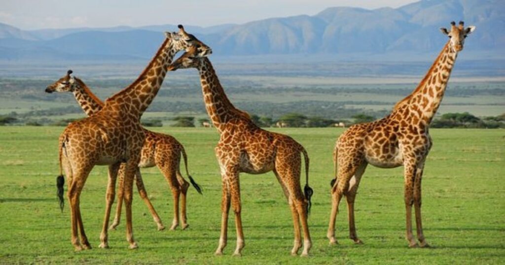 Wild life of Tanzania with the 4 days safari tour