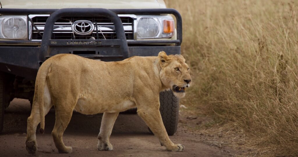 Lion in Tanzania.