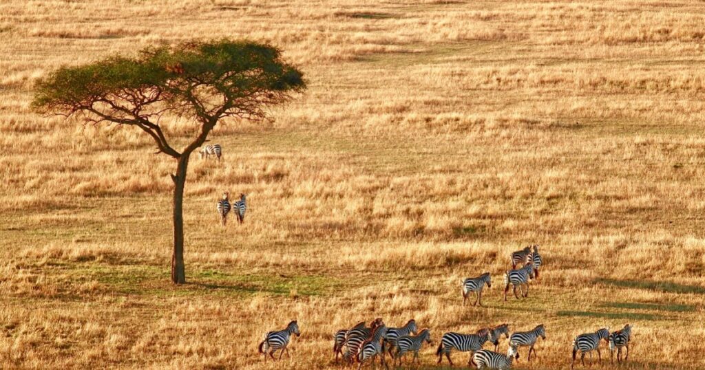 Animals in Tanzania national park