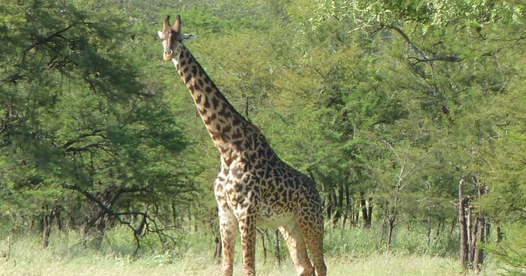 giraffe in Tanzania national park.