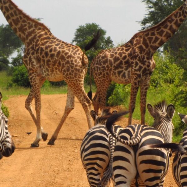 Best 15 National Parks to visit in Tanzania