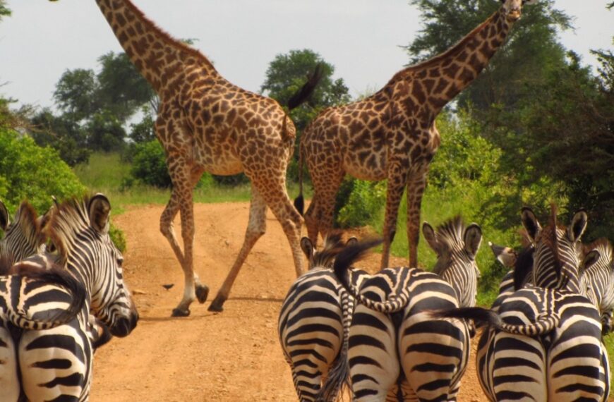 Zebras and gerrafes in Tanzania national park