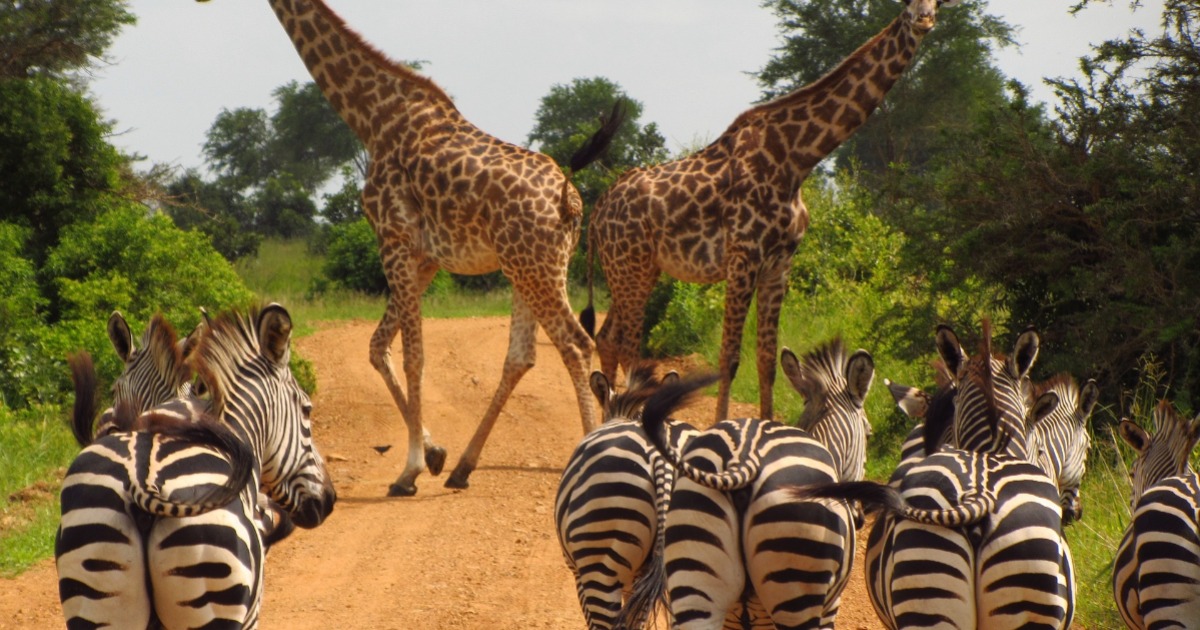 Zebras and gerrafes in Tanzania national park
