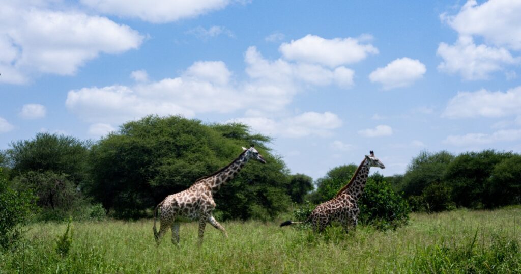 Gerrafes in Tanzania national park.