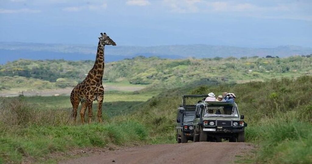 Giraffe in Nogorongoro