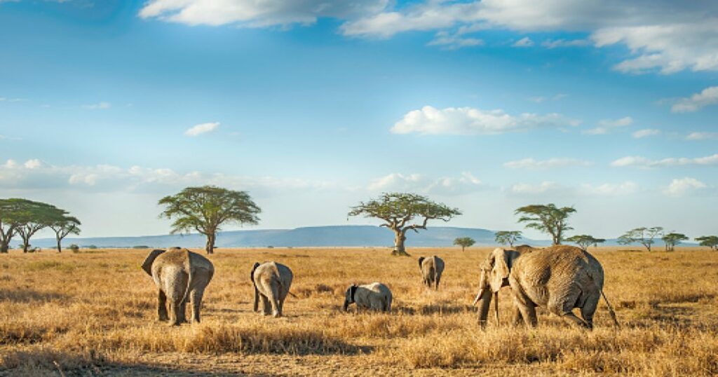 Nogorongoro National Park, you will see it during the 3 days safari in Tanzania