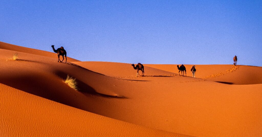 Camel trekking in Morocco, one of the cheapest countries to visit in Africa ever.