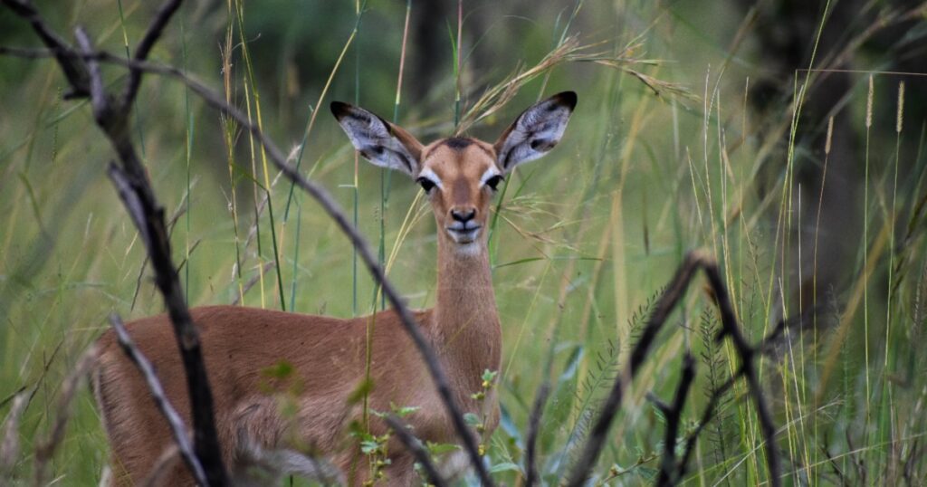 Deer in the cheapest country south africa country