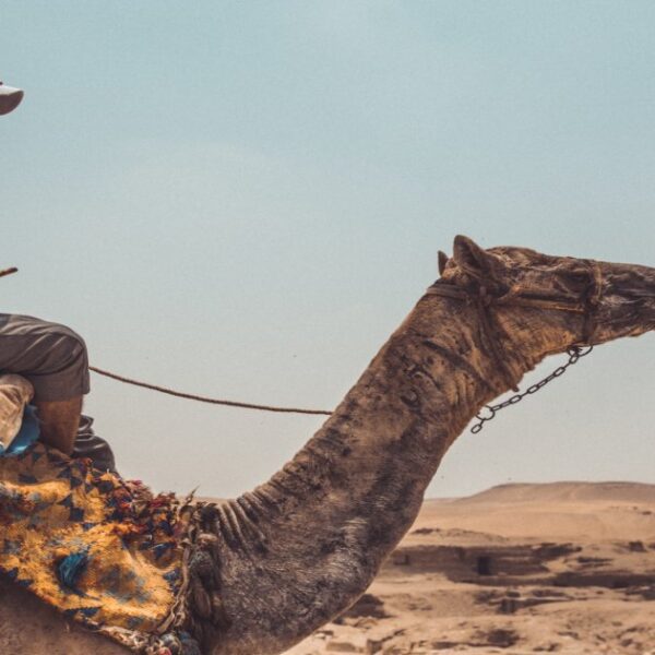 The Ultimate Step-by-Step Guide on How to Ride a Camel