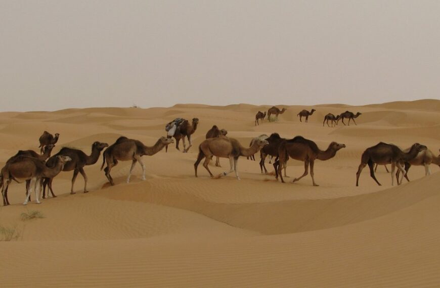 2 days desert tour in Tunisia from Djerba