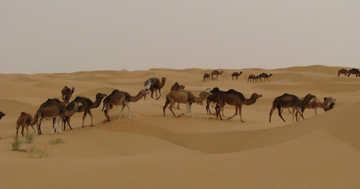 2 days desert tour in Tunisia from Djerba