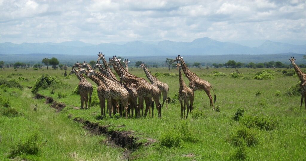 Mikumi National Park near Dar es Salaam