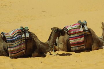 Tunisia camel trekking