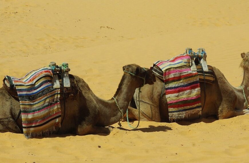 Tunisia camel trekking