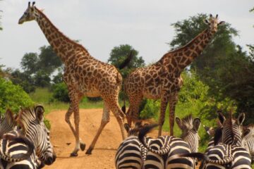 Top Animals Of Tanzania And Where To See Them