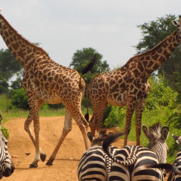 Top animals of Tanzania and where to see them