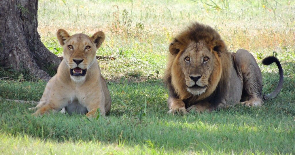 Lions in Tanzania are one of the best animals to discover in the national parks
