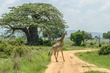 Nyerere National Park in tanzania