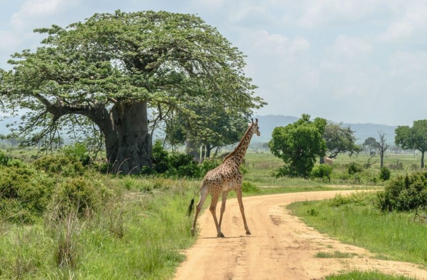 Nyerere National Park in tanzania
