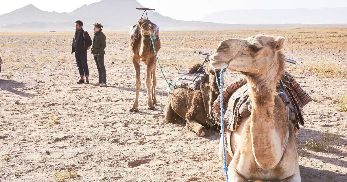 Zagora camel ride and the best things to do