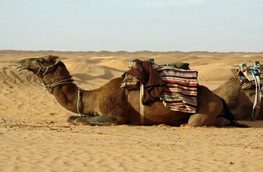 Ksar Ghilane In Tunisia