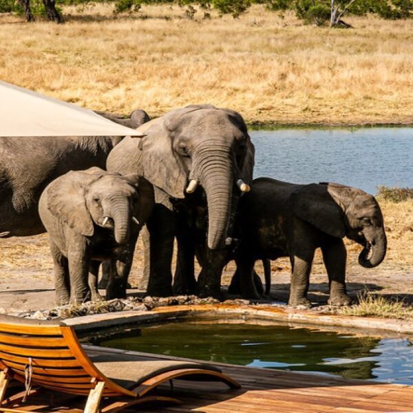 Hwange National Park In Zimbabwe