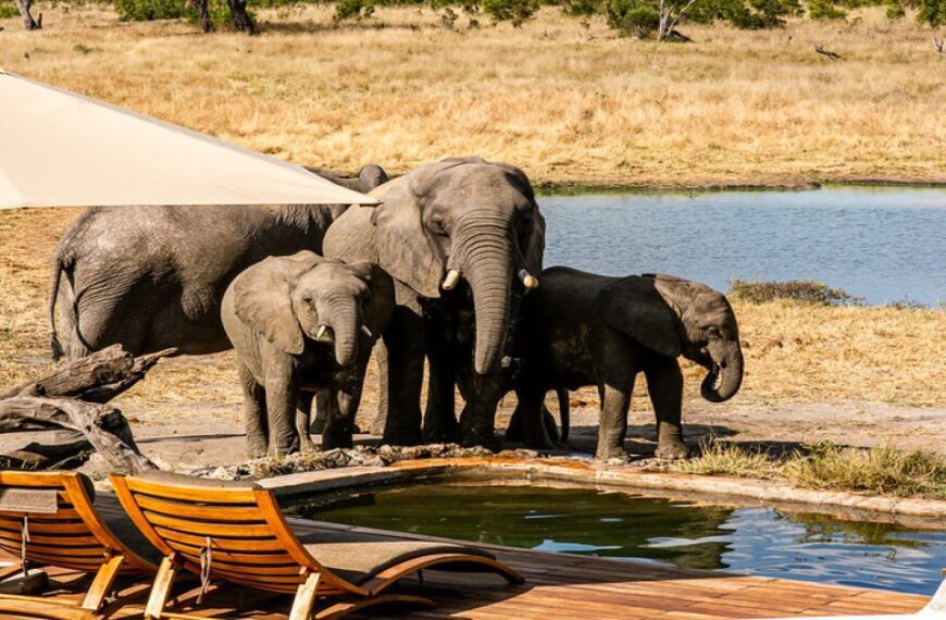 Hwange National Park in Zimbabwe
